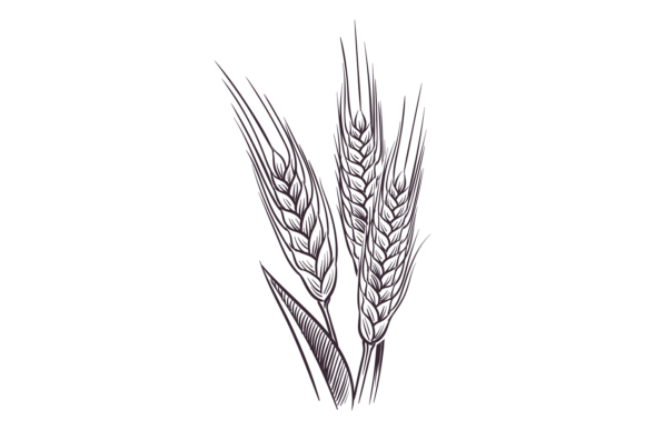 Ears of Wheat & Malt: Ingredient for Br